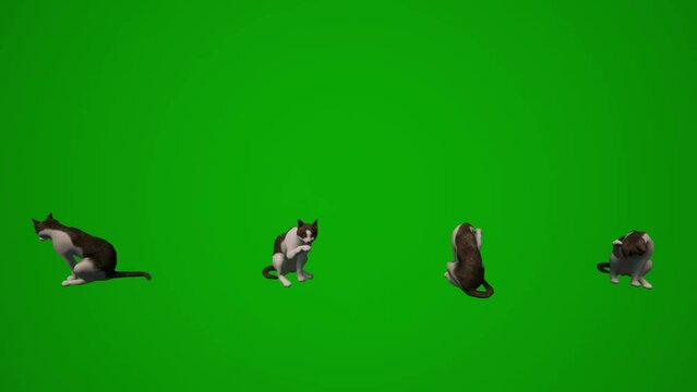 3D animal of a cute domestic cat on a green screen background eating and cleaning in several different views in Chroma Key render animation 