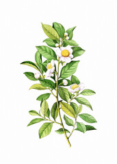 Flower illustration: Tea Plant. Blooming Medicinal Plant. - obrazy, fototapety, plakaty
