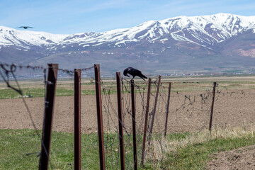 A crow stands as a solitary sentinel on a rustic fence, overlooking the plowed furrows of an...