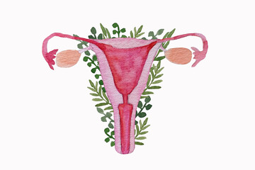 Female reproductive system. Uterus, cervix, ovaries, vagina. Feminism, female nature. Watercolor illustration on white background