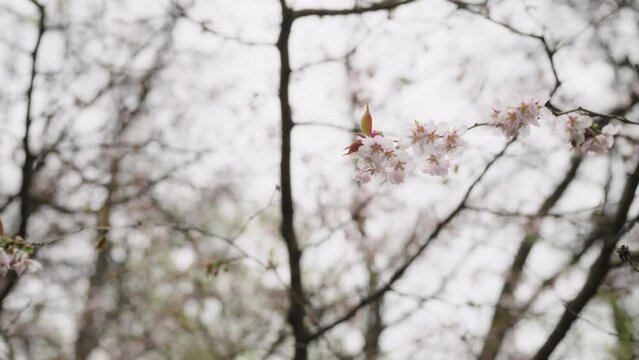 Slow motion cherry blossom branch with flowers closeup