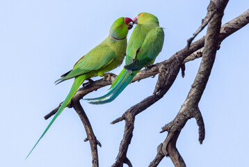 green winged macaw