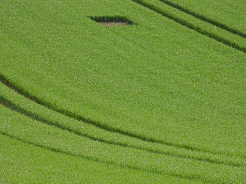Lerchenfenster sind zum Schutz der Feldlerche angelegt worden. Auf den bewusst angelegten Fehlstellen auf den landwirtschaftlichen Nutzfl&auml;chen finden Feldlerchen Nahrung. Sie dienen auch als Brutplatz