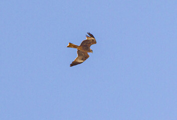 bird in flight