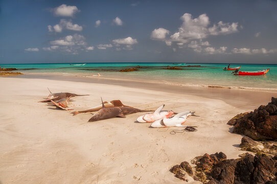 dead fish sharks and hammerhead fish on the ocean shore and fishing boats in the water. The way of life of ordinary people on an island in the Indian Ocean. Yemen. Socotra