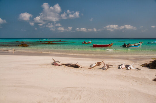dead fish sharks and hammerhead fish on the ocean shore and fishing boats in the water. The way of life of ordinary people on an island in the Indian Ocean. Yemen. Socotra