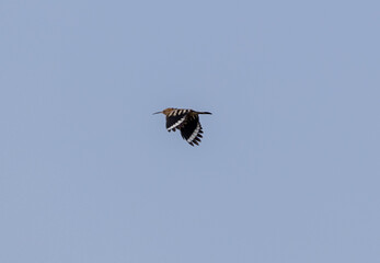 osprey in flight