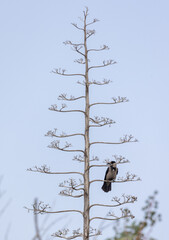 bird on a tree