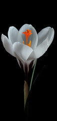 Close-up view of crocus flower isolated on black background.