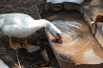 white domestic duck drinks water from a trough in the farmyard, poultry farming