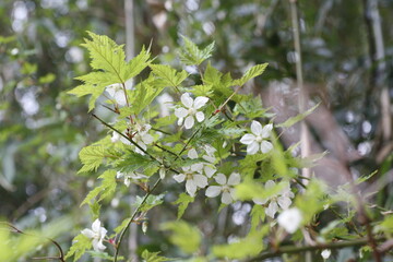 モミジイチゴの花