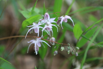 イカリソウ（錨草）