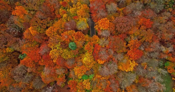 Aerial view of forest with different types of trees.
