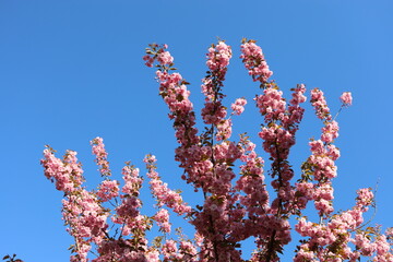 Branches of a blooming cherry tree in pink blossom bathed in the morning sunlight against a blue...