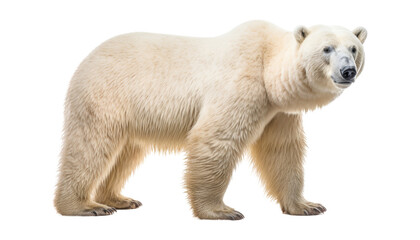 polar bear isolated on transparent background cutout