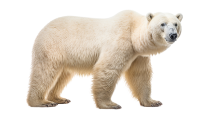 polar bear isolated on transparent background cutout