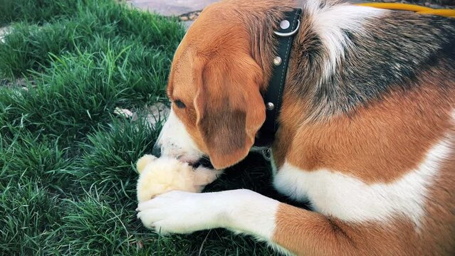 A tricolor dog is enthusiastically gnawing on a soft toy on a green lawn. A high quality. Close-up. Horizontal video