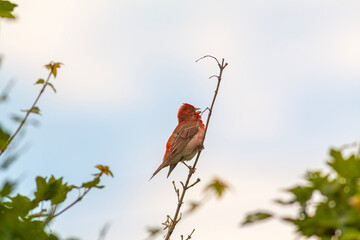 colorful and songful little bird,Common Rosefinch, Carpodacus erythrinus