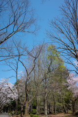 Fototapeta premium 樹木公園 ブナの芽吹き 