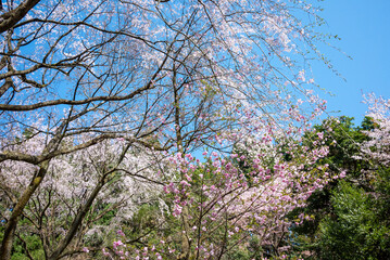 樹木公園の桜