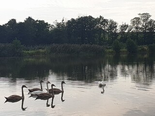 pond with swans in Poland, Miedzyrzecze Dolne