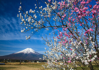 忍野村から富士山と花桃