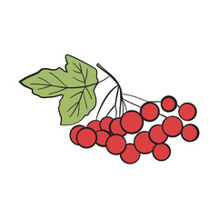 red berries and leafs vector illustration design - 790061082