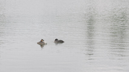 of Great crested grebe couple swimming in a pond