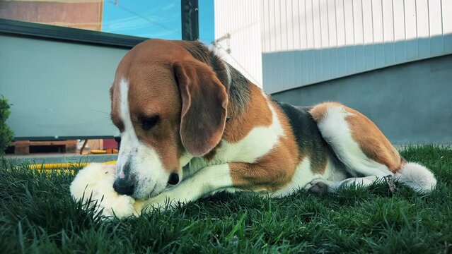 A tricolor dog is enthusiastically gnawing on a soft toy on a green lawn. A high quality. General plan. Horizontal video