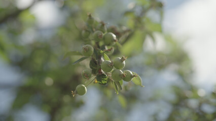 apple tree with small green apples on a branch