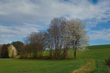 Fototapeta na wymiar April, Natur Erlebnis , im Feld blühende Bäume 