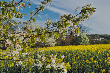 April, Natur Erlebnis , Rapsfelder mit Blütenbaüme
