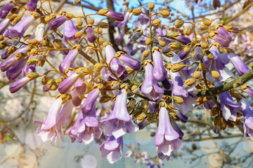 Spring flowers. Flowers of paulownia  tree ( Paulownia tomentosa ) on sunny day. Sunlights, bokeh