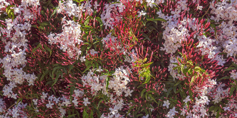 Spring flowers. Blooming pink jasmine vine ( Jasminum polyanthum ), background