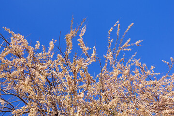 Branches of Tamarisk tree ( Tamarix, salt cedar )  with flowers against  blue sky