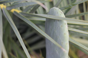 Turkey date palm and cactus opuntia