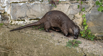 Otter   Lutra lutra