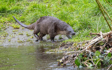 Otter   Lutra lutra