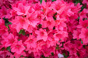 公園に咲くピンク色の鮮やかなツツジの花