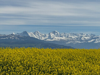Eiger Monch and Jungfrau with yellow rapeseed in the foreground - obrazy, fototapety, plakaty