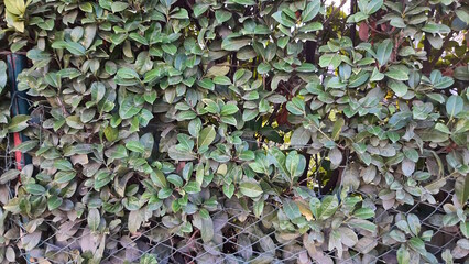 Green leaves plants growing on a wire fence