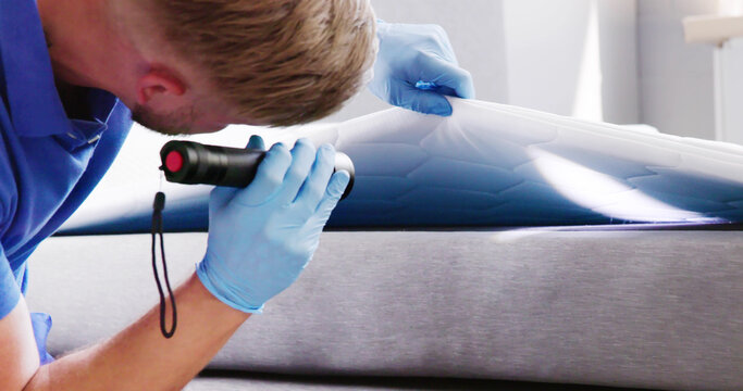 Bed Bug Infestation And Treatment Service