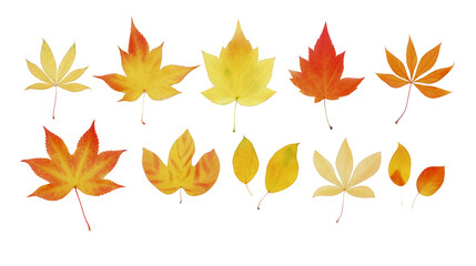 Fototapeta premium An array of fall leaves, showcasing a vibrant gradient from golden yellow to deep rust, methodically aligned on a pristine white surface, top view capture, watercolor, transparent