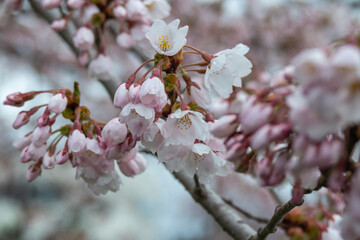 桜咲く