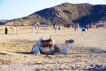 camels in the desert of Luxor
