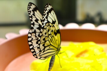 butterfly on a flower