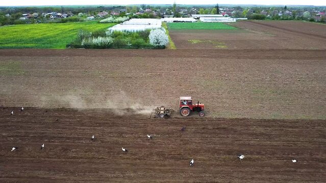 Tractor plowing alongside storks
