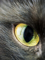 The eye of Bengal cat. Close-up, macro photography