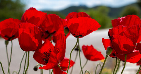 Red poppies. A cluster of red flowers on the road side. Poppies in bloom. Papaver rhoeas.