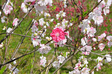 赤い花桃の花